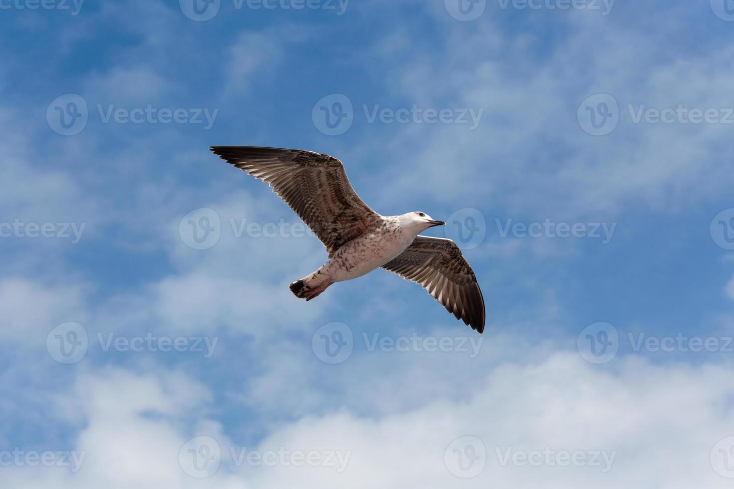 geel legged meeuw in vlucht foto