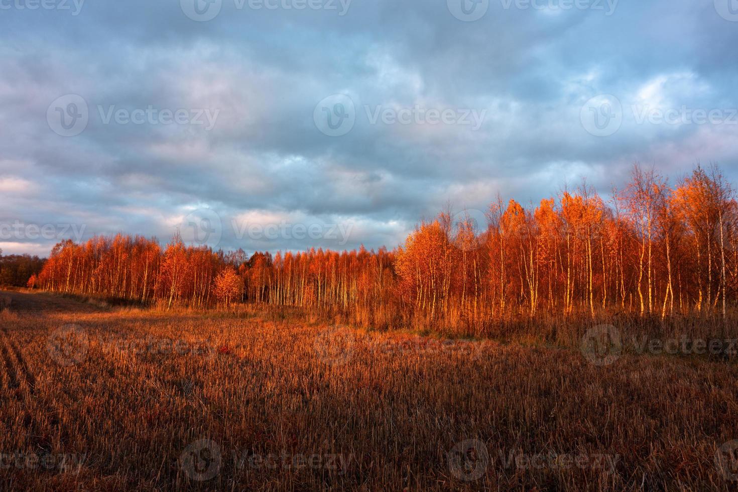 natuurlijk herfst landschappen in Letland foto