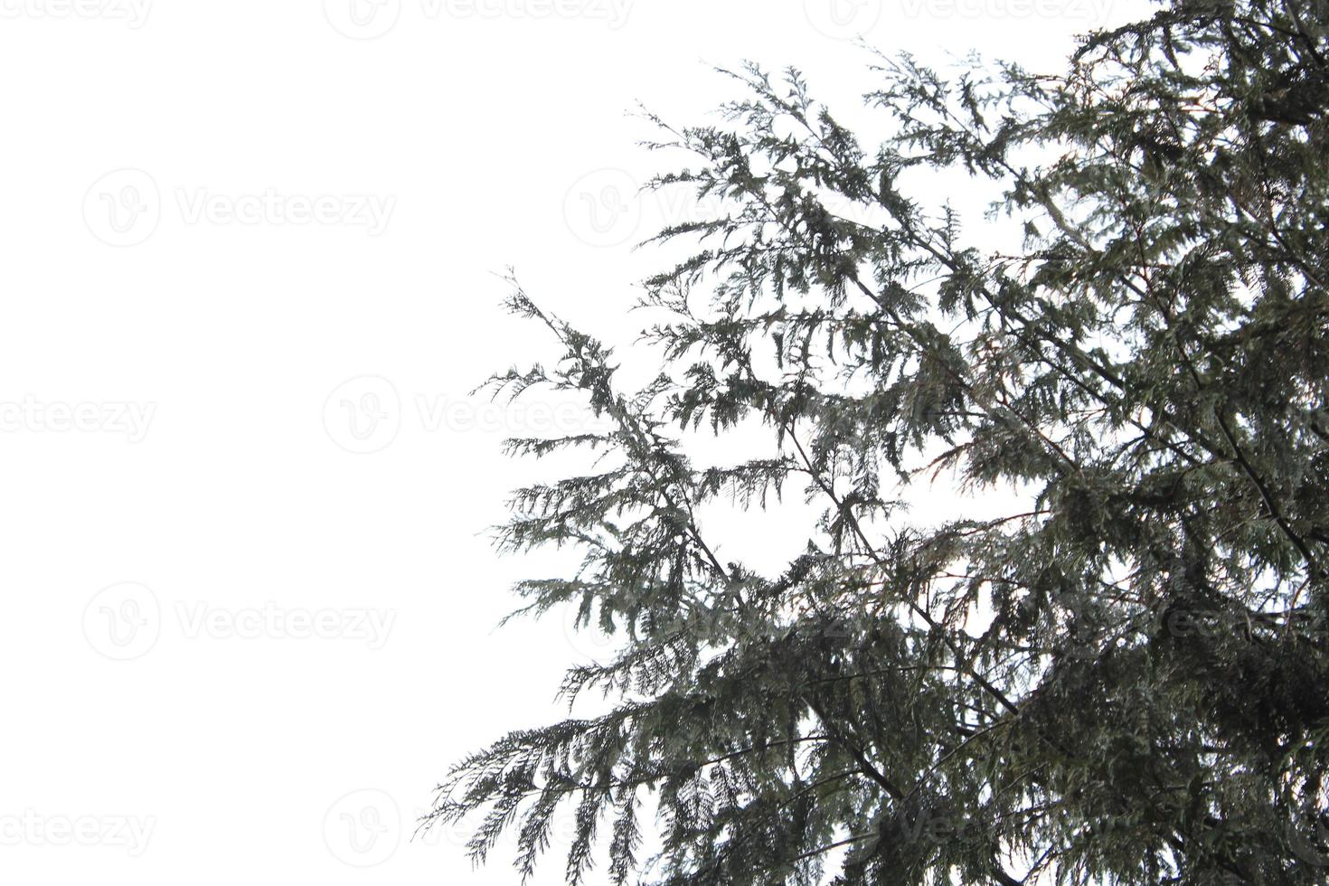 bladeren en pijnboom takken tegen een wit lucht. foto