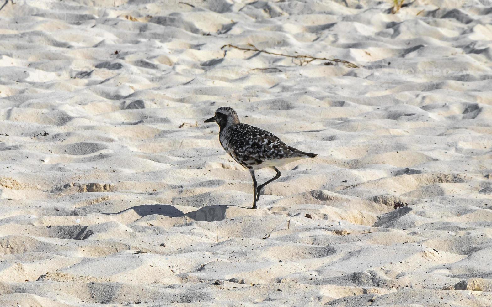 strandloper watersnip strandlopers vogel vogelstand aan het eten sargazo Aan strand Mexico. foto