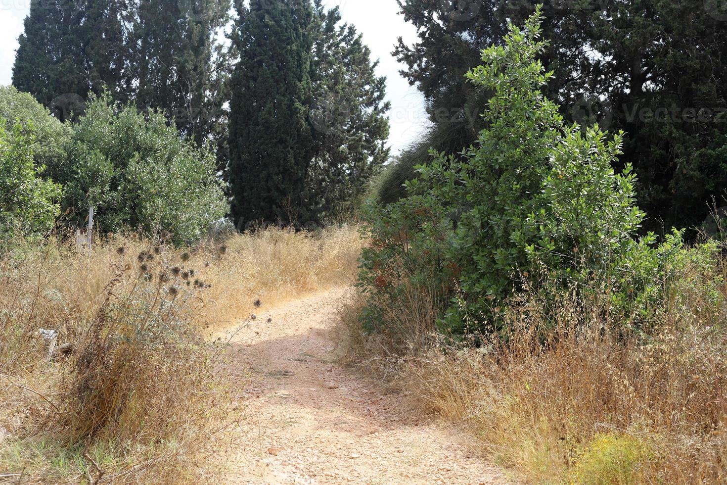 Woud land weg in noordelijk Israël. foto