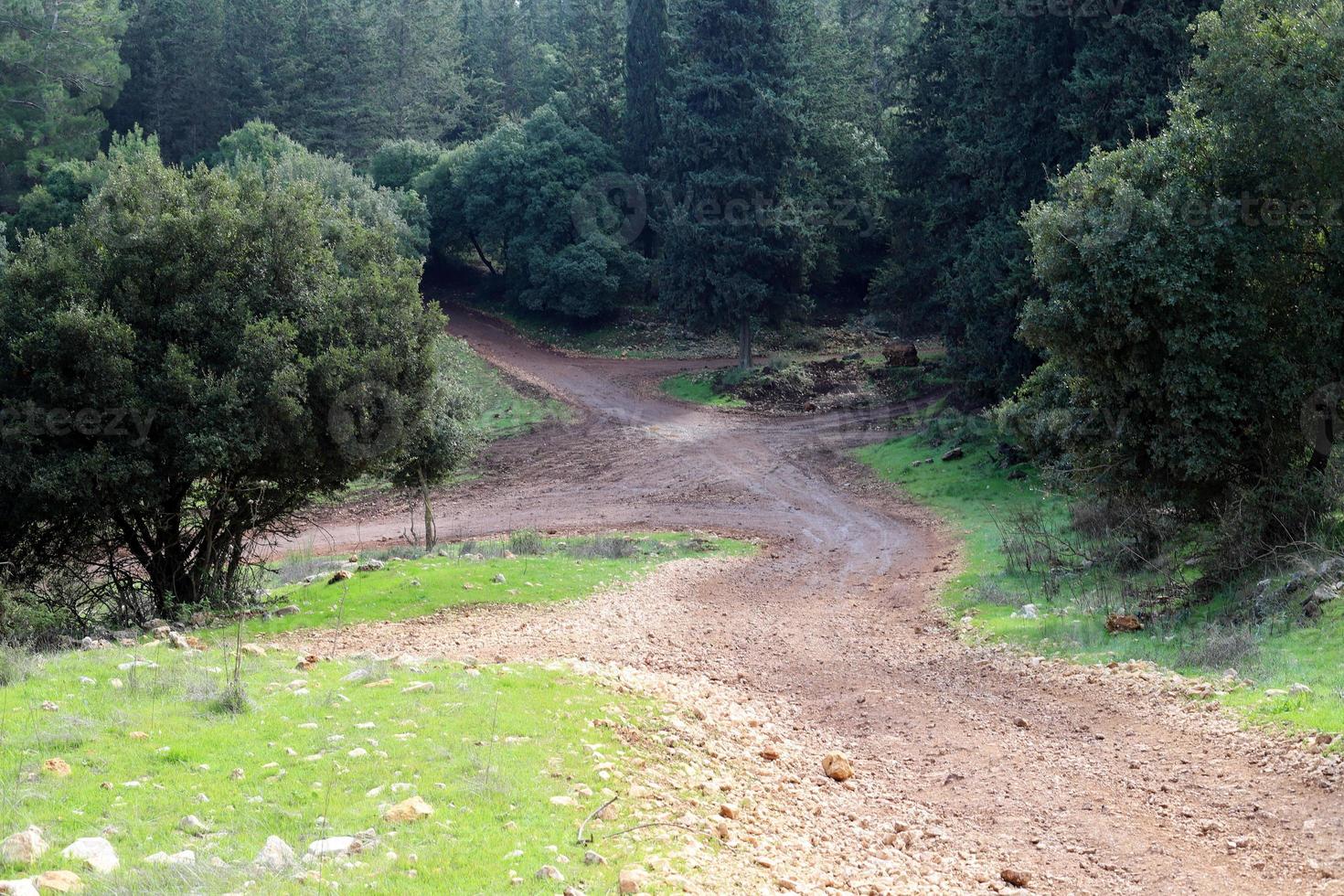 Woud land weg in noordelijk Israël. foto