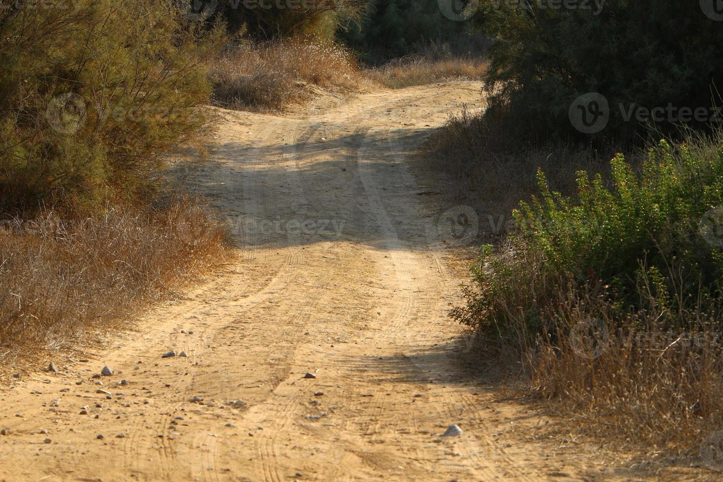 Woud land weg in noordelijk Israël. foto