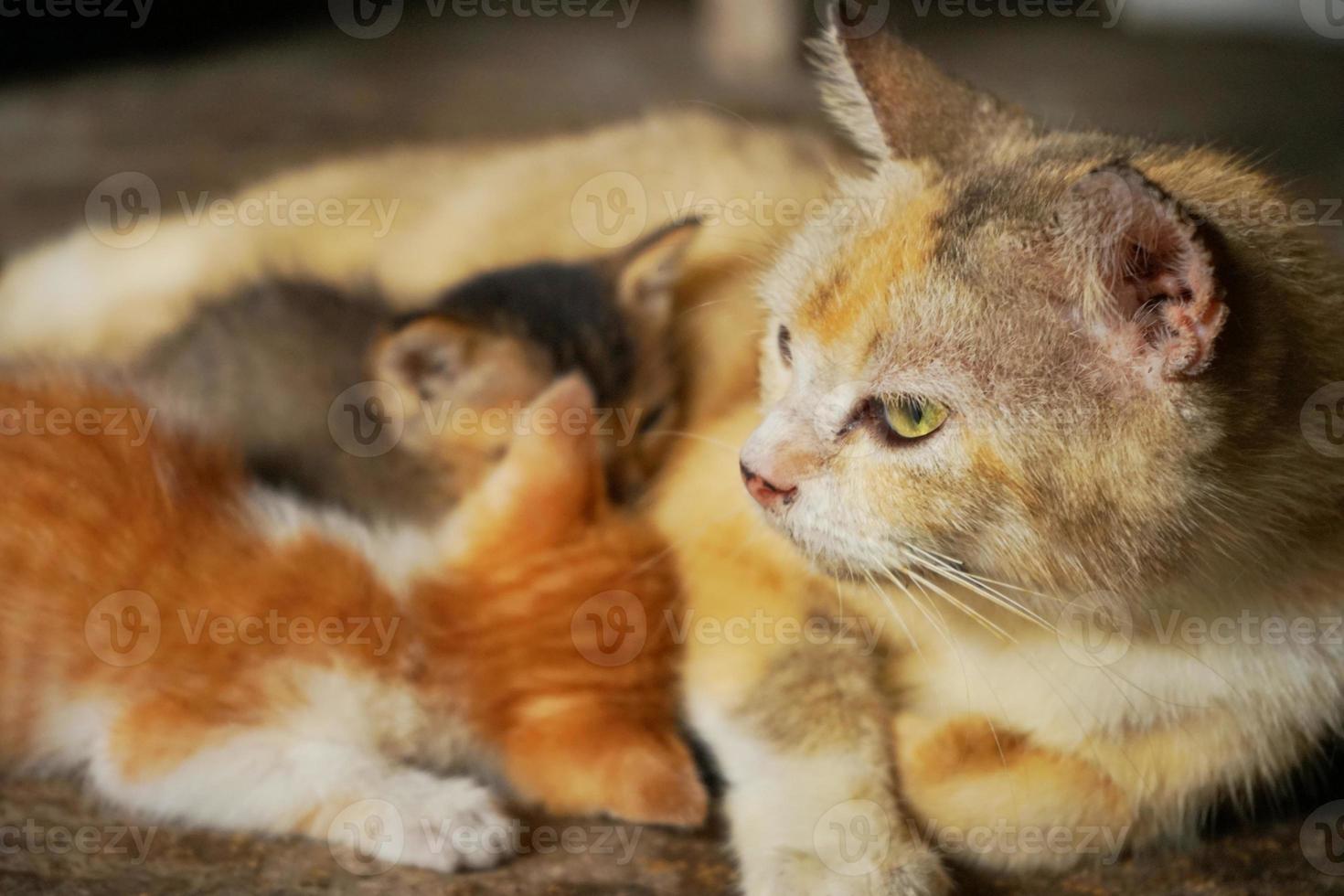 Indonesisch huiselijk kat moeder aan het liegen naar beneden terwijl borstvoeding haar twee katjes. felis katus. foto