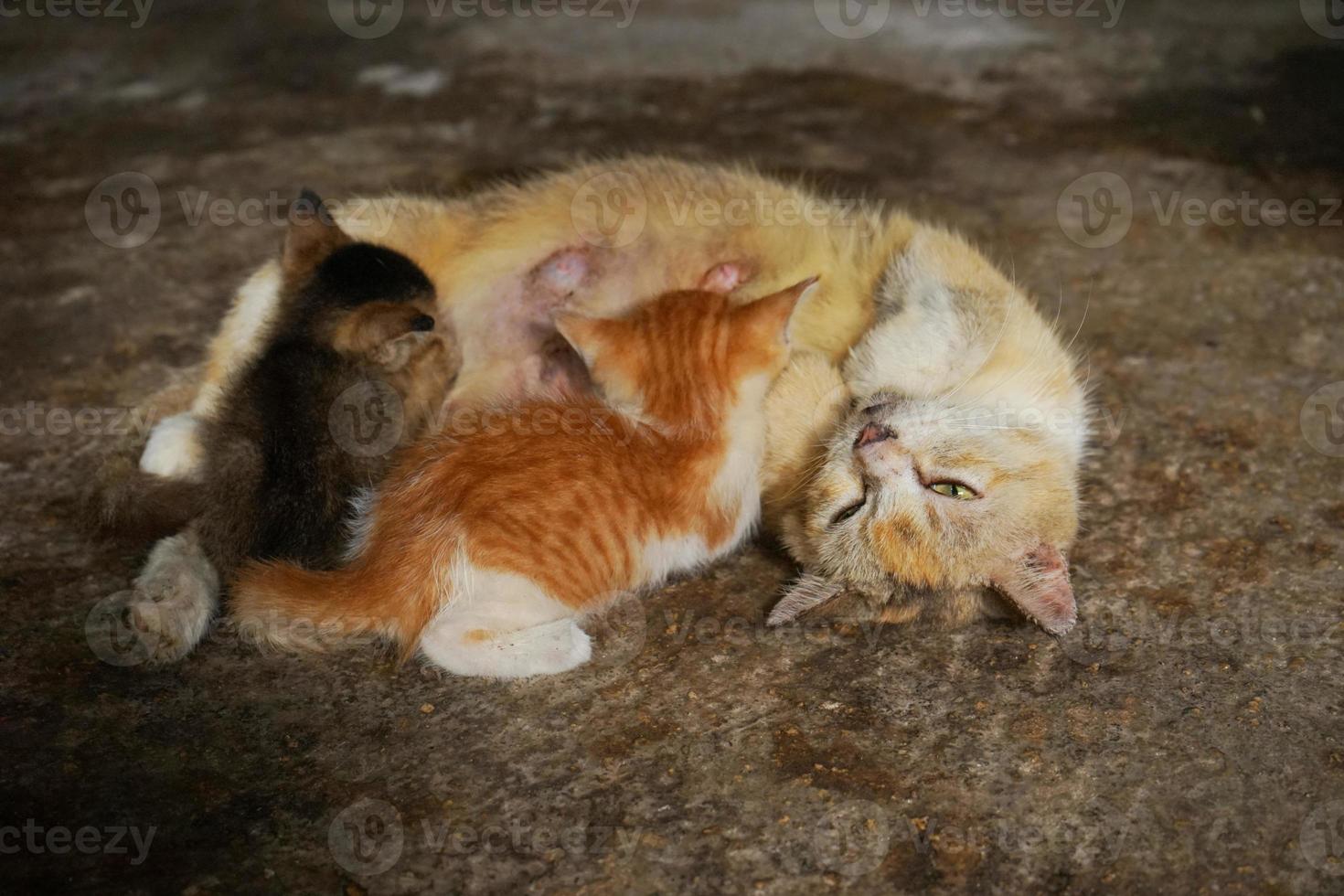 Indonesisch huiselijk kat moeder aan het liegen naar beneden terwijl borstvoeding haar twee katjes. felis catus foto