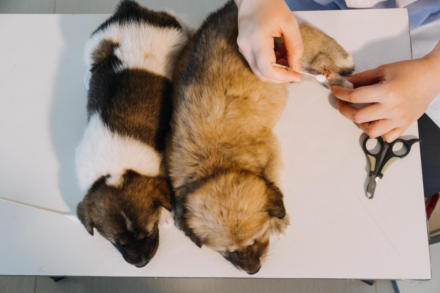 controle de adem. mannetje dierenarts in werk uniform luisteren naar de adem van een klein hond met een phonendoscope in veterinair kliniek. huisdier zorg concept foto