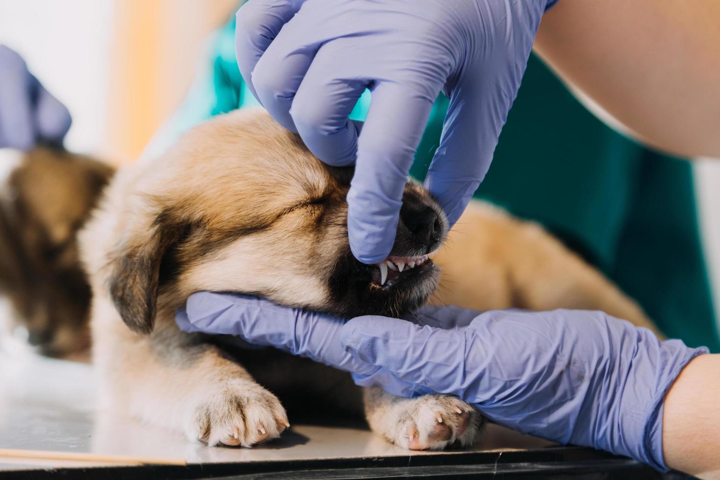 controle de adem. mannetje dierenarts in werk uniform luisteren naar de adem van een klein hond met een phonendoscope in veterinair kliniek. huisdier zorg concept foto