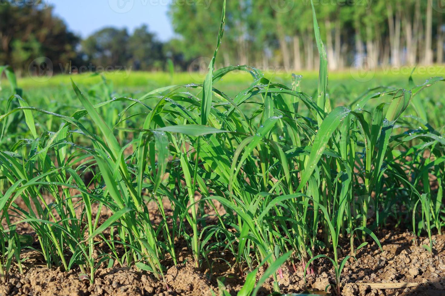 gras zaailingen groeit zoet jumbo foto