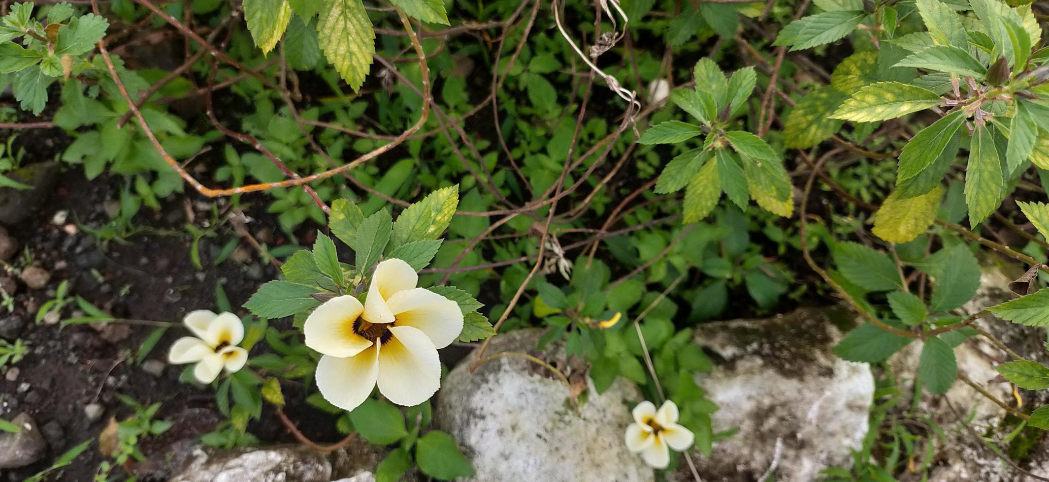 de bijen dat land- Aan de turnera ulmifolia bloem bloemblaadjes zuigen honing en helpen bestuiven het. mooi wit geel bloemen. foto