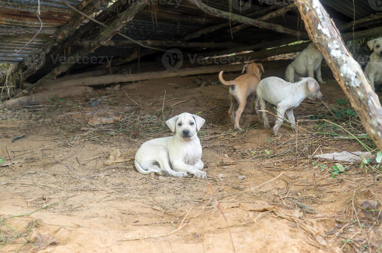 verlaten arm honden zijn zo verdrietig en eenzaam na wezen verlaten in oud onderdak in Thailand in het binnenland, foto met selectief focus