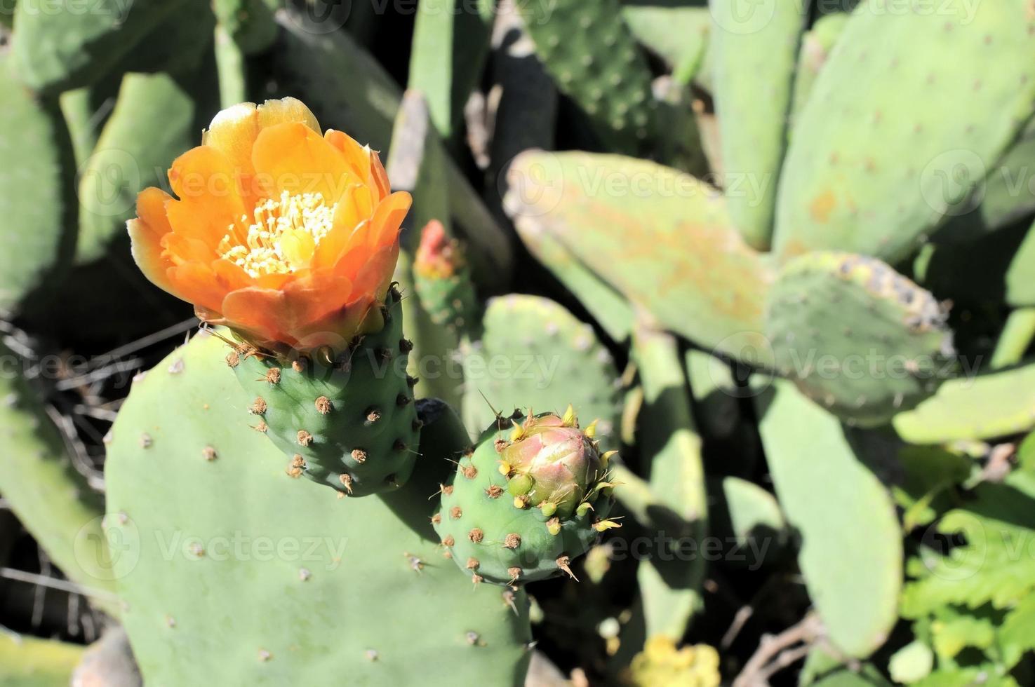 bloeiend cactus detailopname foto