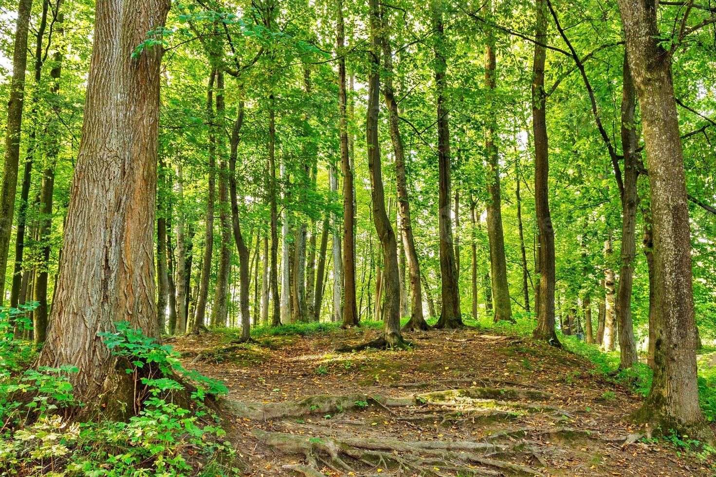 landschap met landelijk wegen vork in Woud foto