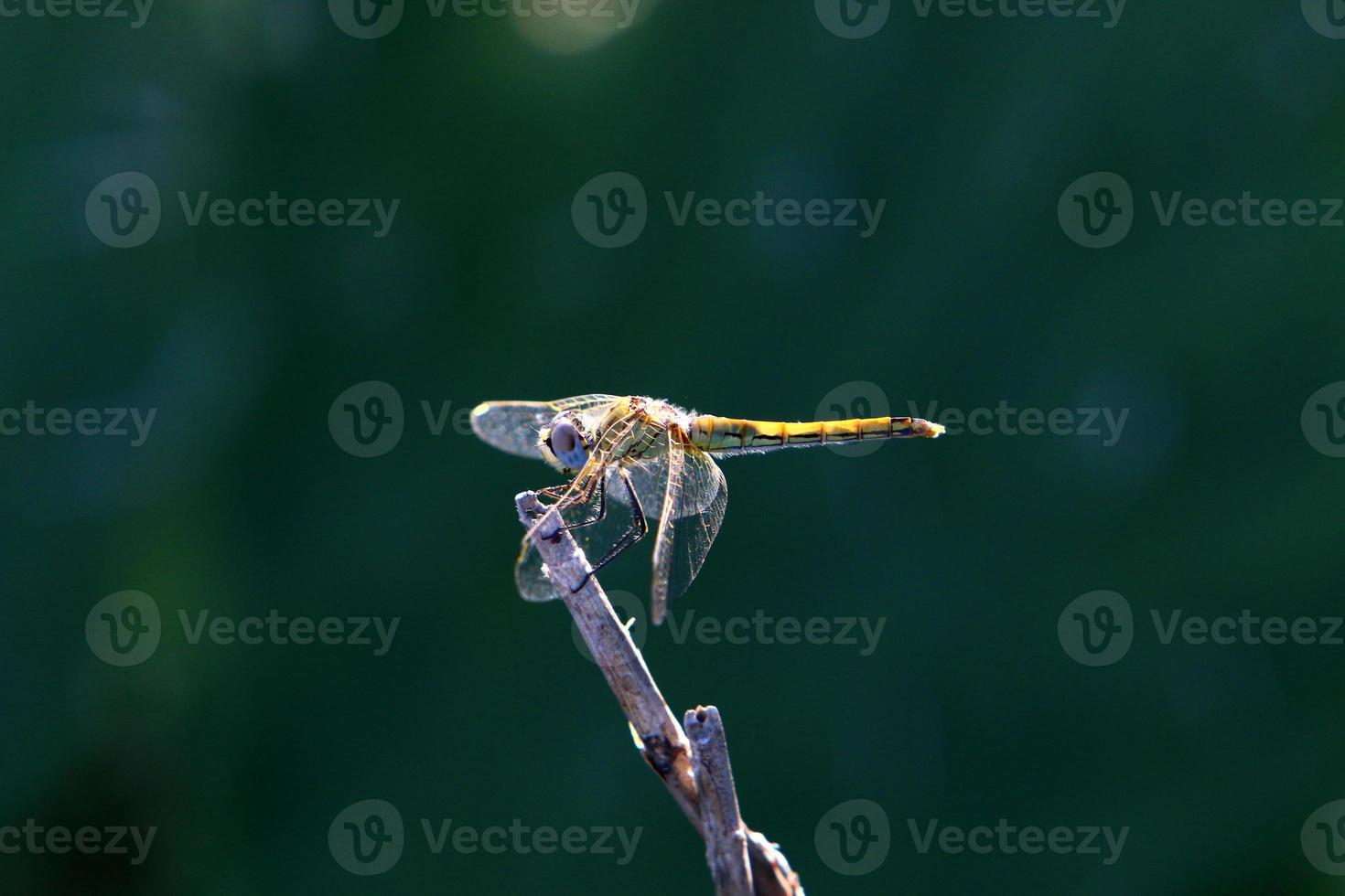 insecten zijn een klasse van ongewervelden geleedpotigen. foto