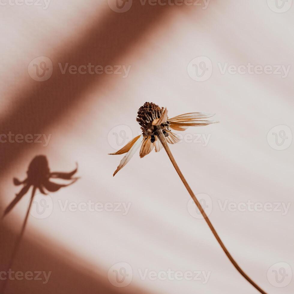 behang achtergrond esthetisch foto