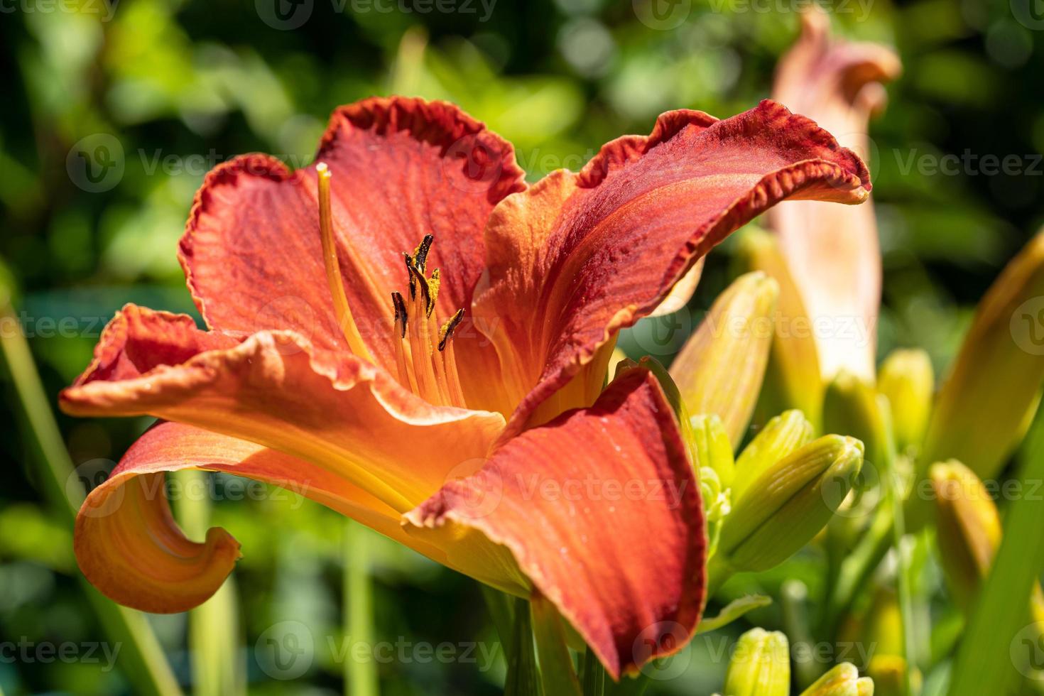 dag lelie, hemerocallis foto