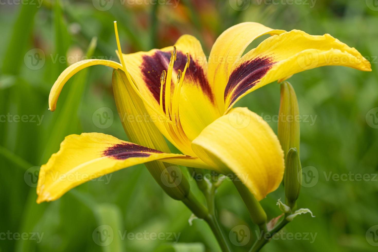 dag lelie, hemerocallis foto