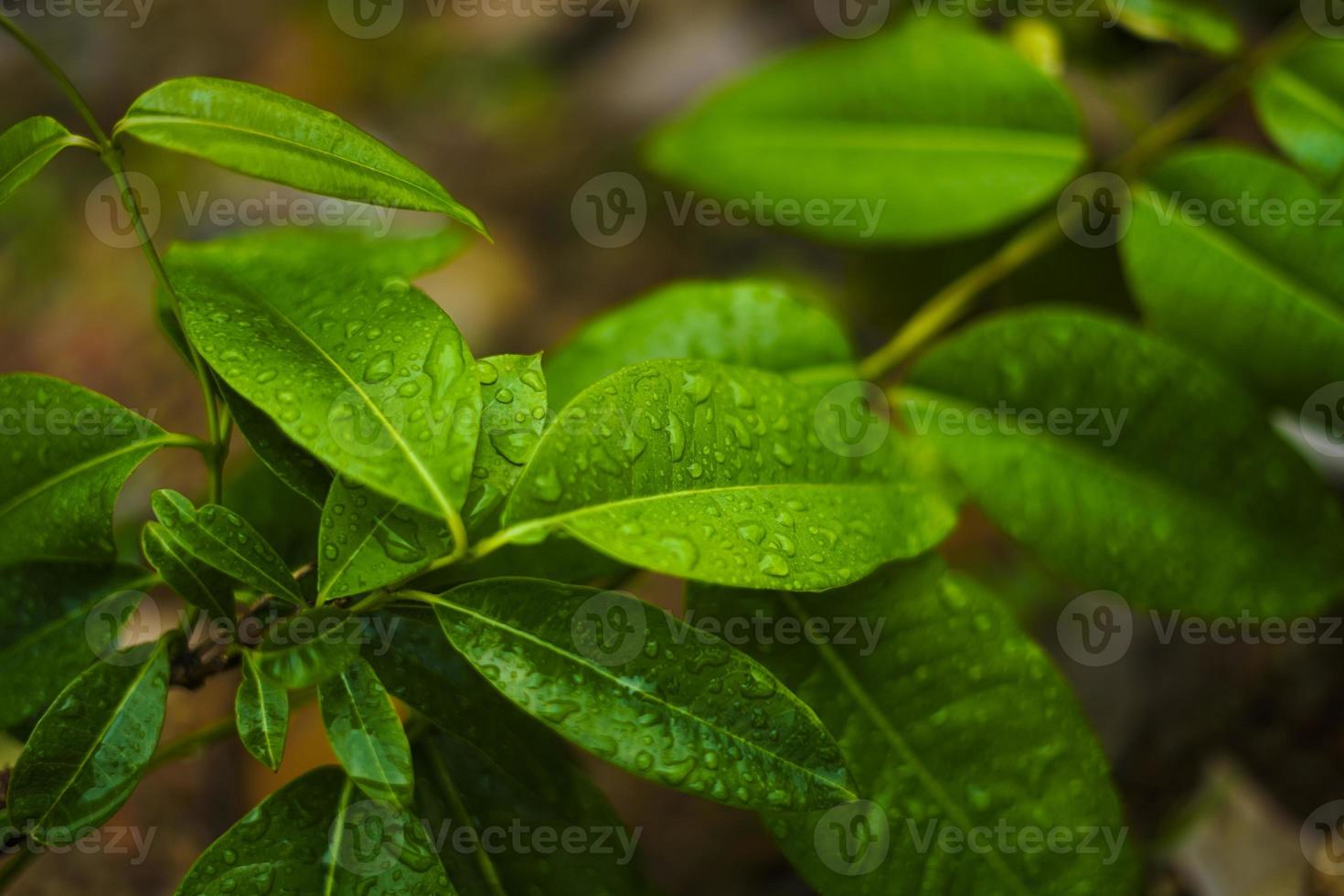 groen blad met water laten vallen achtergrond foto