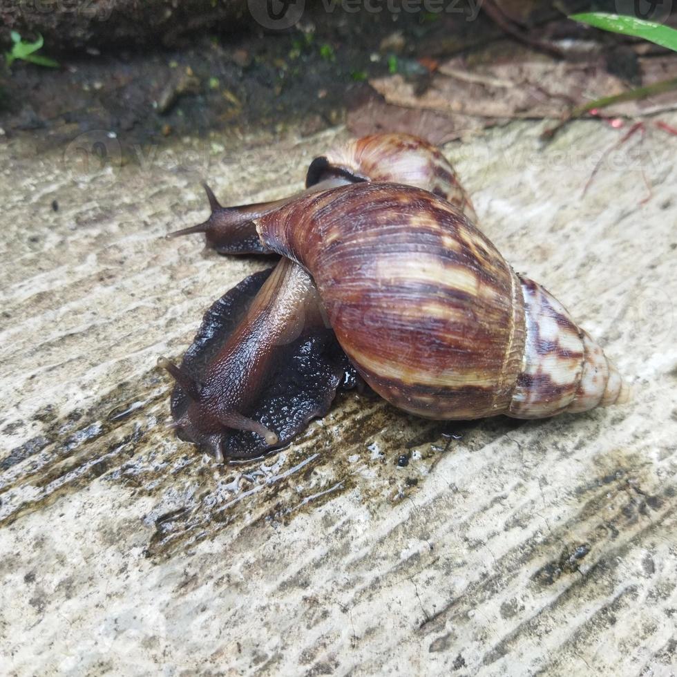 weinig slak in de tuin foto