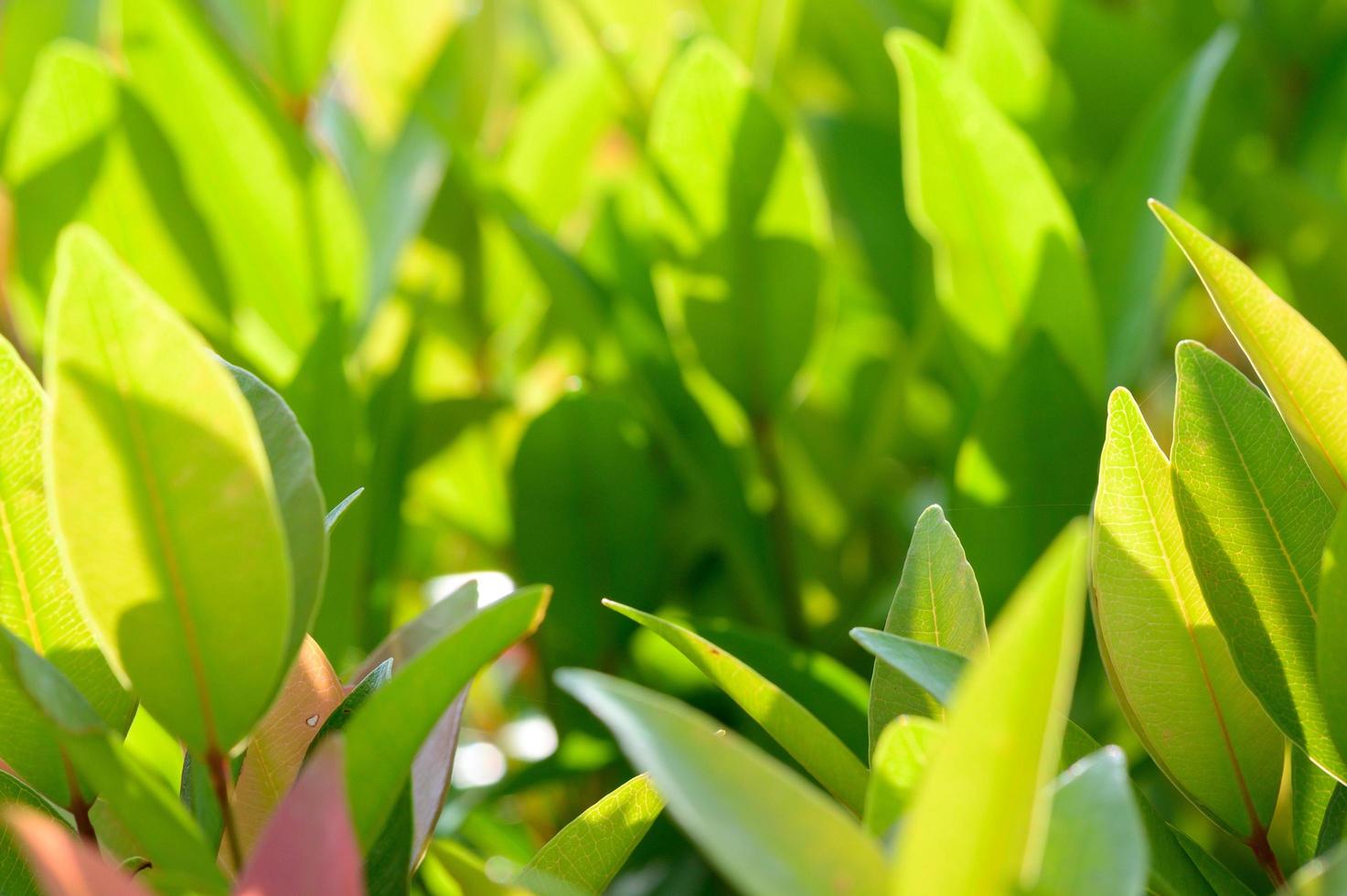 abstract verbijsterend groen blad textuur, tropisch blad gebladerte natuur groen achtergrond foto