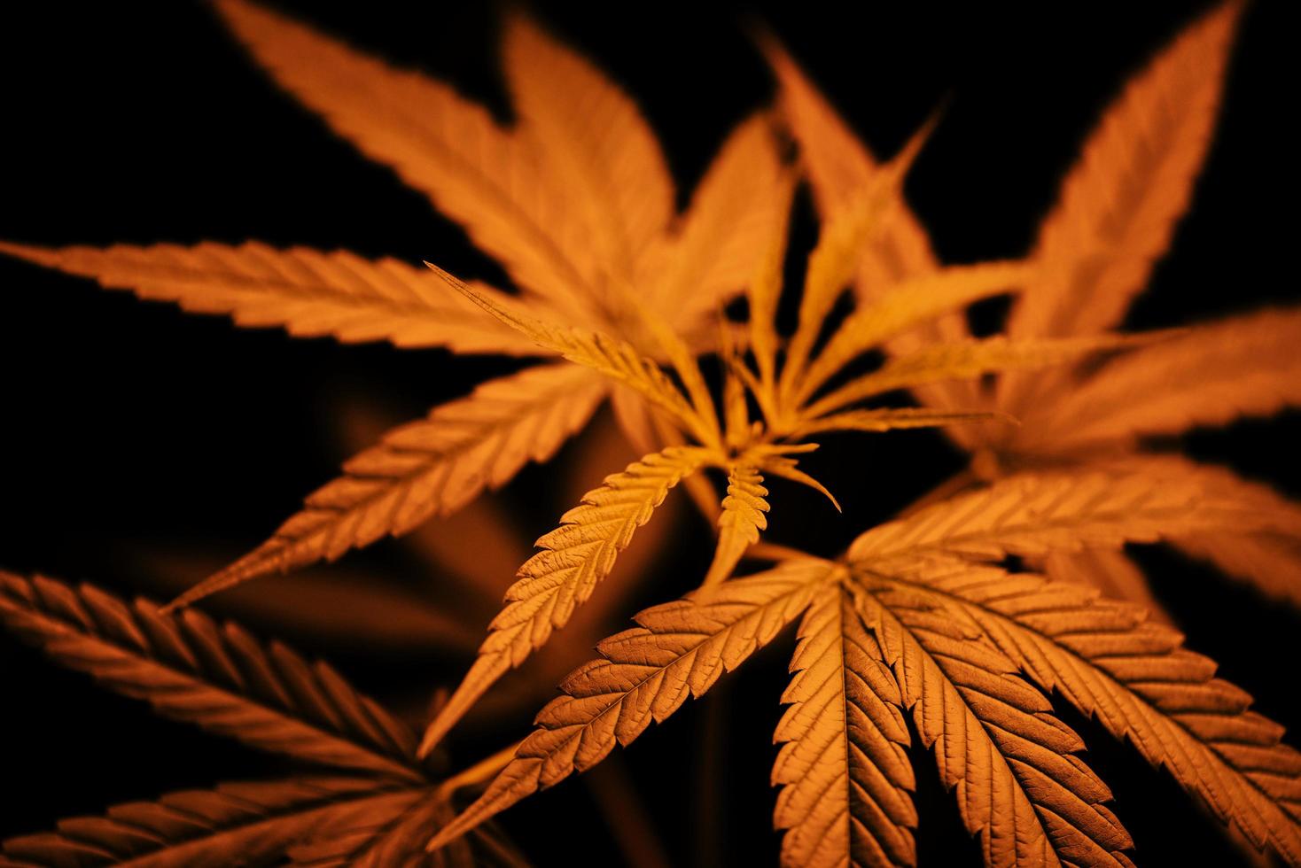 marihuana blad hennep fabriek boom groeit Aan donker - hennep bladeren voor extract medisch gezondheidszorg natuurlijk voor banier en achtergrond foto