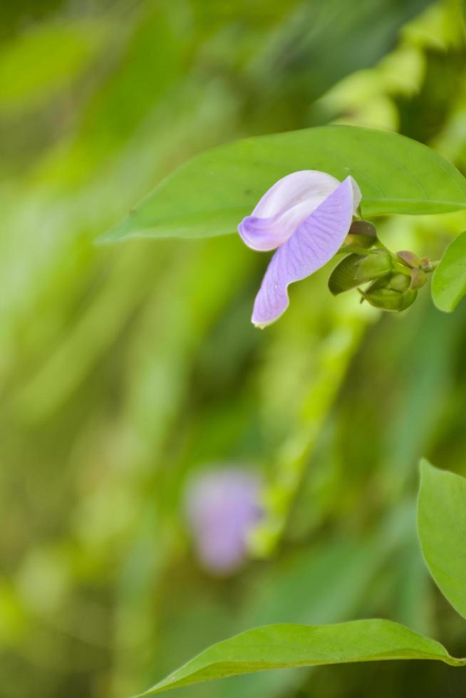 bloeiend Purper en wit wilde bloemen en wazig achtergrond. foto