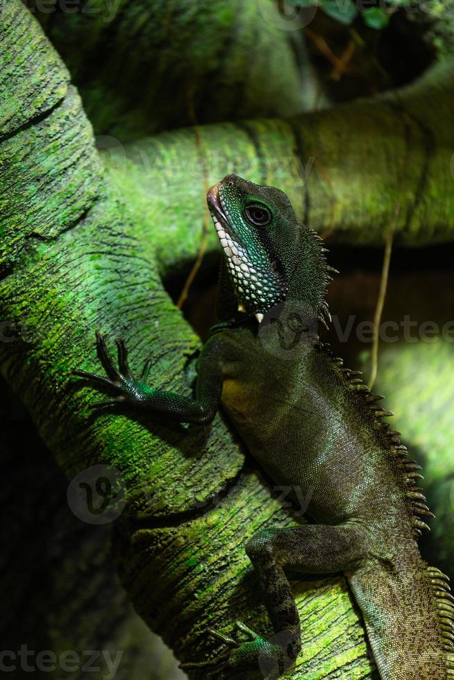 landinwaarts gebaard draak foto