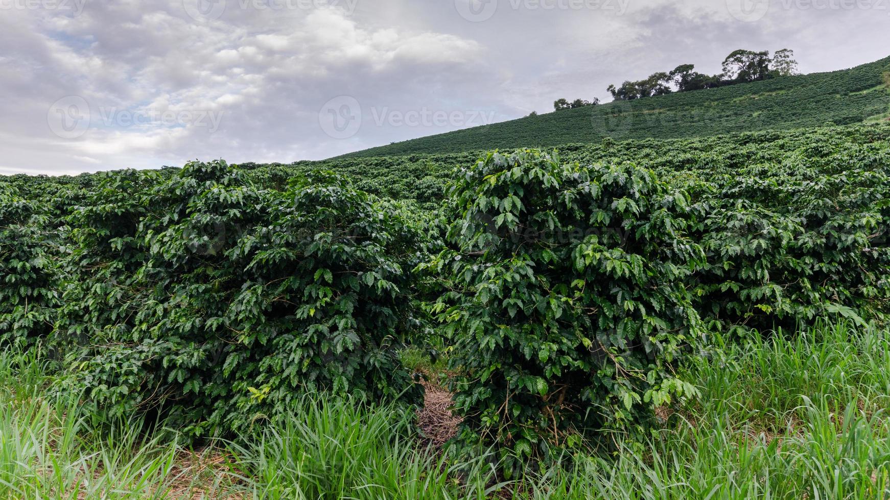 visie van arabica koffie planten in minas gerais, Brazilië foto