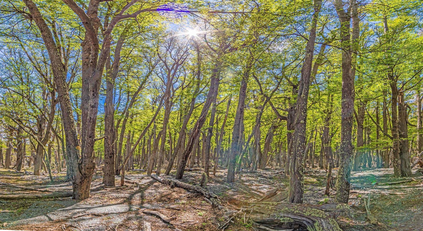 visie in een dicht Woud in Patagonië gedurende de dag foto