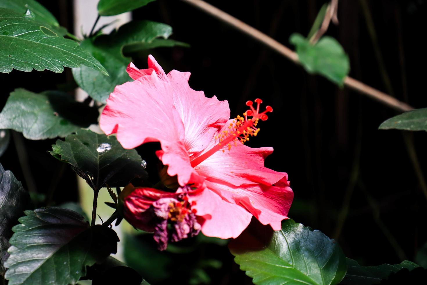 hibiscus bloem hibiscus rosa-sinensis l is een struik van de malvaceae familie afkomstig van oosten- Azië en breed gegroeid net zo een sier- fabriek in tropisch en subtropisch regio. foto