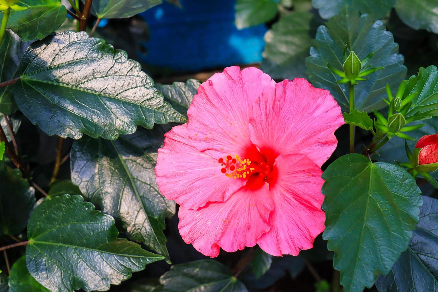 hibiscus bloem hibiscus rosa-sinensis l is een struik van de malvaceae familie afkomstig van oosten- Azië en breed gegroeid net zo een sier- fabriek in tropisch en subtropisch regio. foto