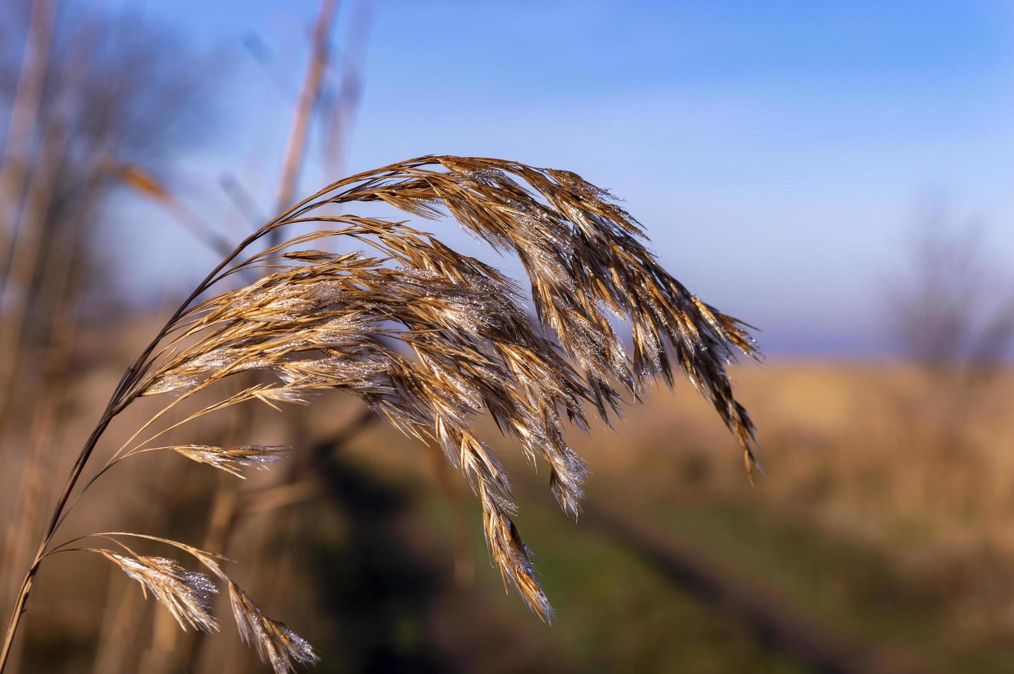 droog riet Aan de meer in de vroeg ochtend- met dauw druppels foto