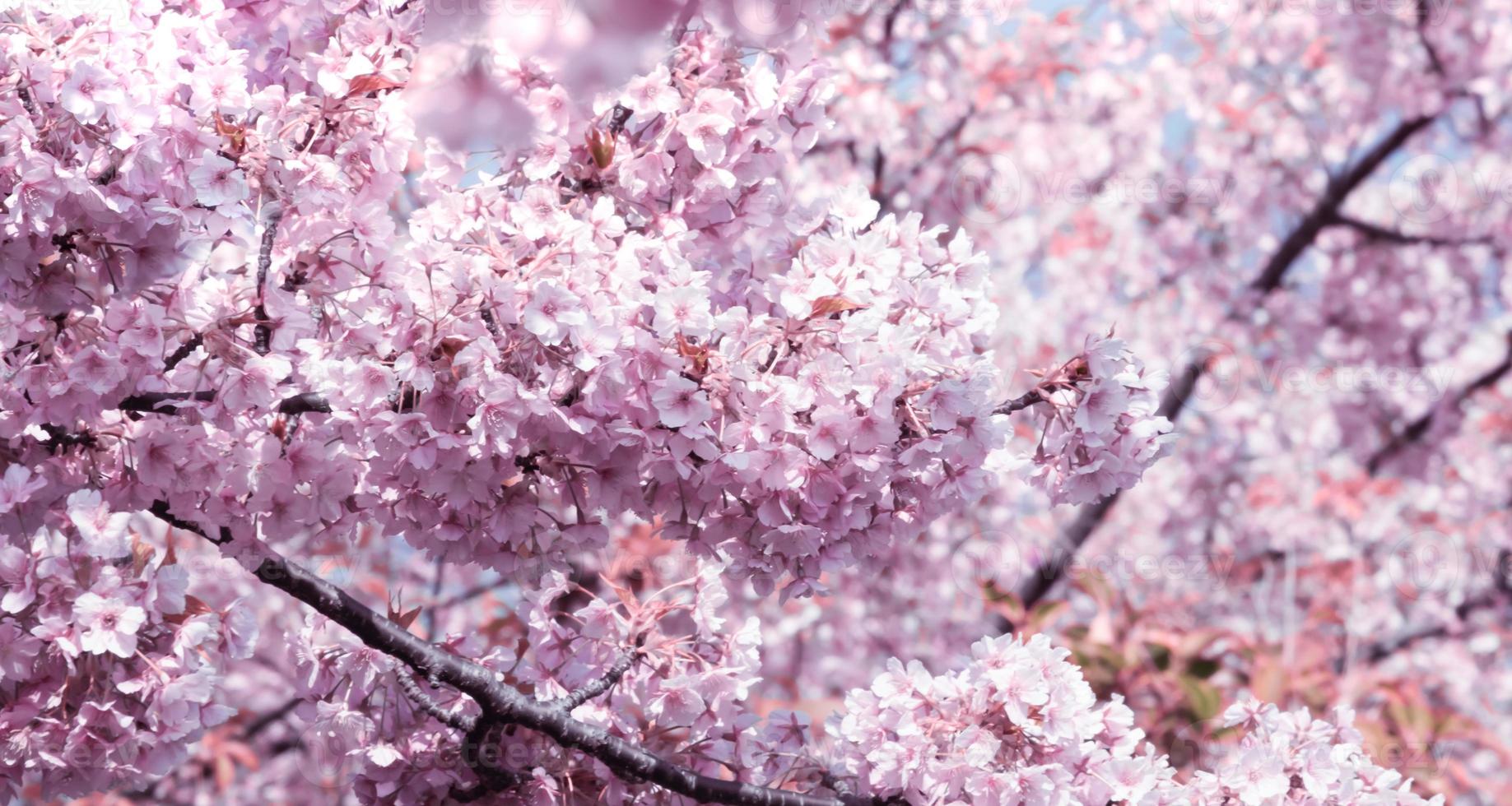 zacht focus mooi roze kers bloesems sakura met verfrissend in de ochtend- in Japan foto