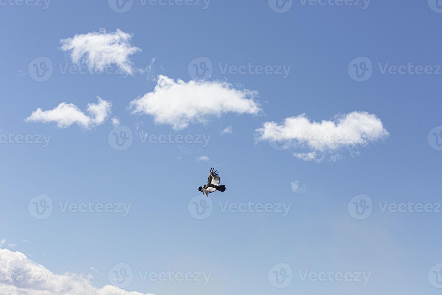 afbeelding van een vliegend condor genomen in Patagonië in oktober 2017 foto