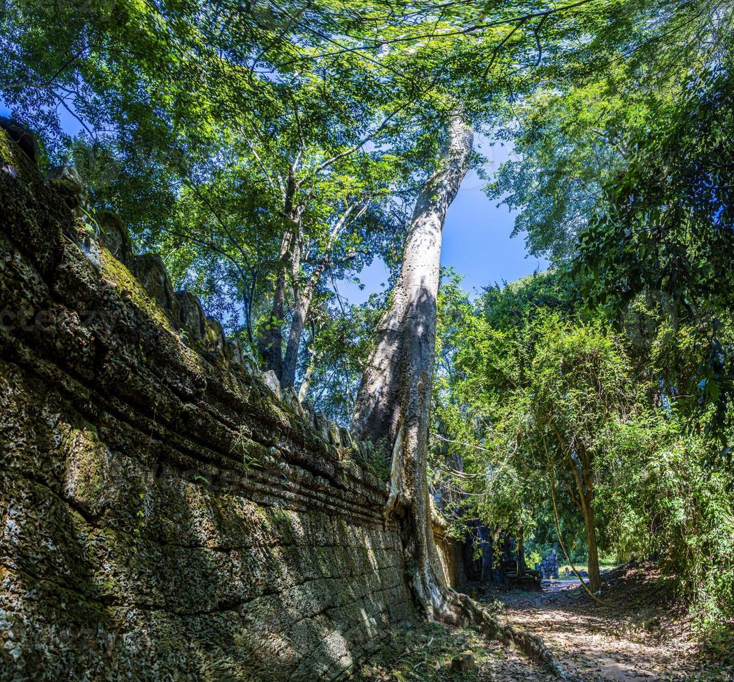 afbeelding van oerwoud bomen overgroeien de ruïnes van Angkor wat in Cambodja in zomer foto