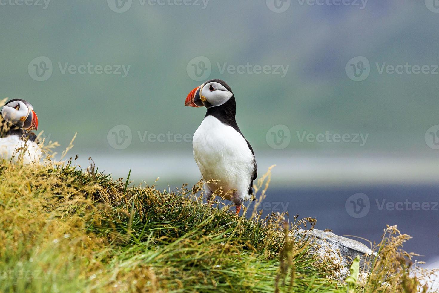 portret van atlantic papegaaiduiker gedurende dag Aan IJsland foto