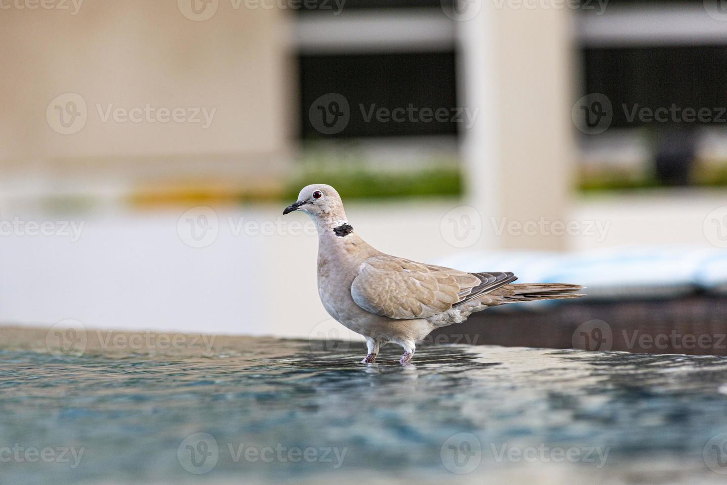 dichtbij omhoog afbeelding van mooi hoor gekleurde duif zittend Aan zwembad grens foto