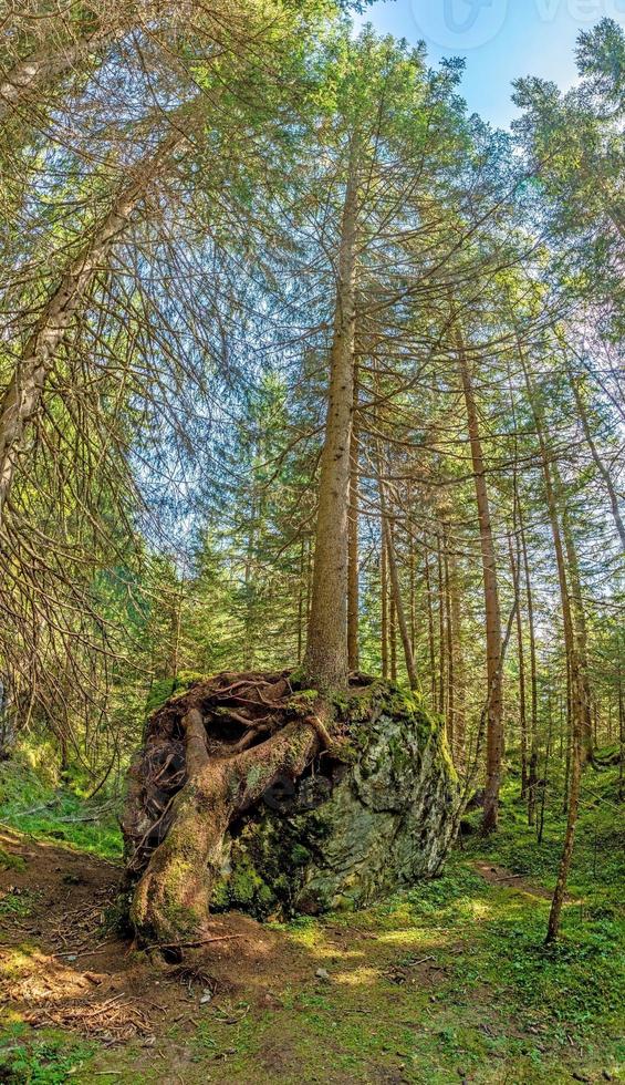 beeld van een boom van wie wortels hebben gegroeid imposant over- een groot rots foto