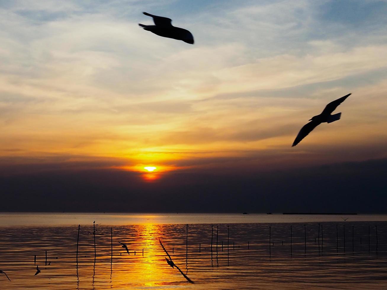 kudde van vogelstand vliegt bovenstaand de zee oppervlak. vogel vliegend terug naar nest in natuurlijk zee en gouden lucht achtergrond gedurende mooi zonsondergang. foto