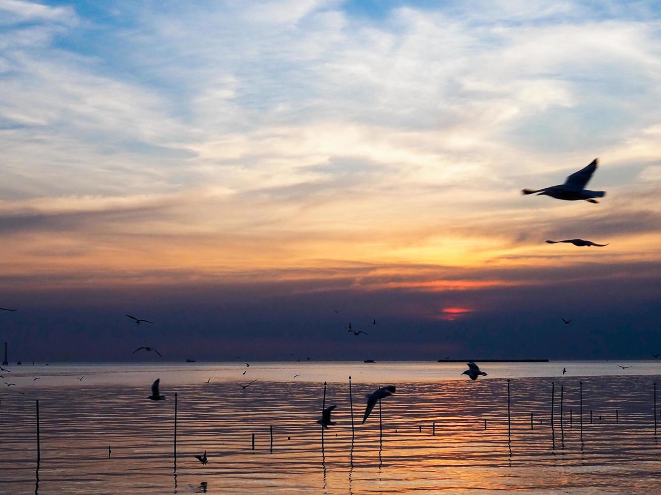kudde van vogelstand vliegt bovenstaand de zee oppervlak. vogel vliegend terug naar nest in natuurlijk zee en gouden lucht achtergrond gedurende mooi zonsondergang. foto