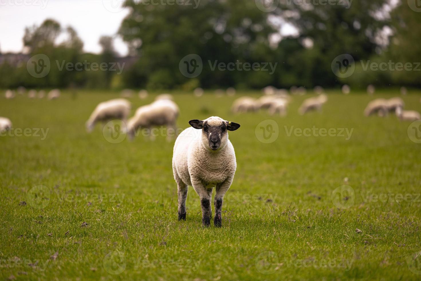 schapen in de platteland in de oud landelijk stad- van lacock, Engeland. foto