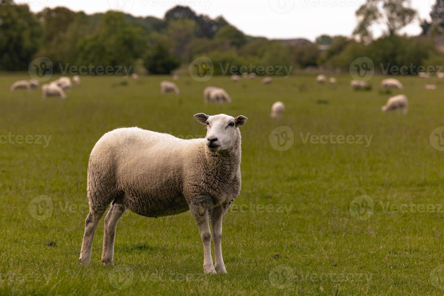 schapen in de platteland in de oud landelijk stad- van lacock, Engeland. foto