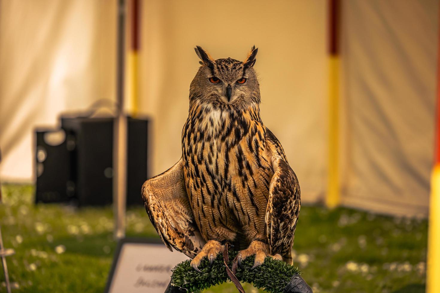 uil vogel Bij een middeleeuws eerlijk Bij de episch middeleeuws kasteel van arundel, Engeland. foto