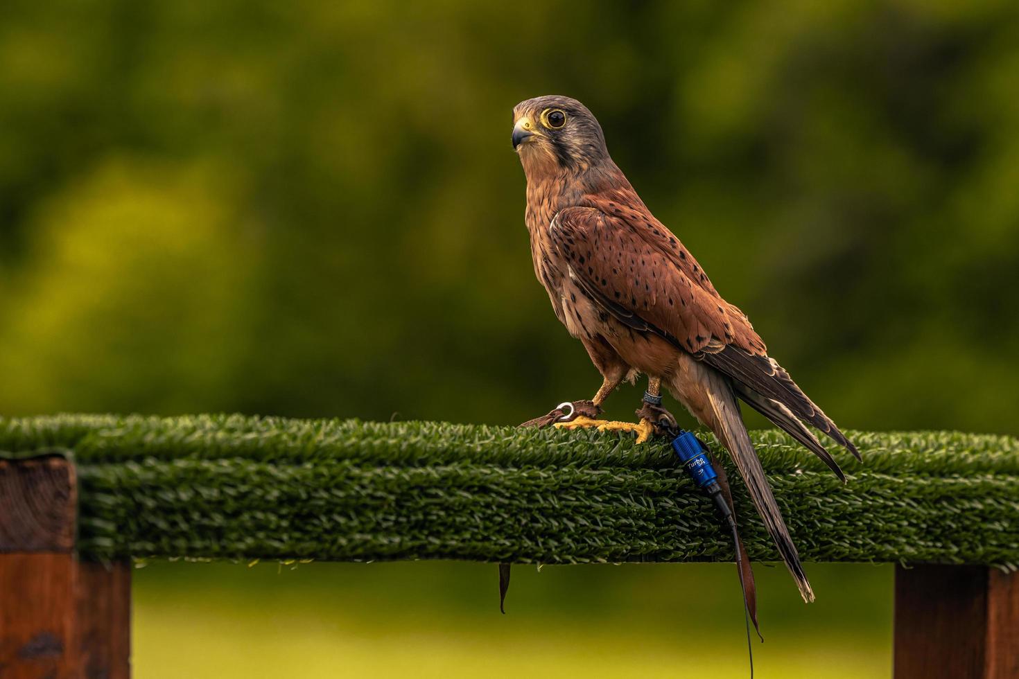 valk vogel Bij een middeleeuws eerlijk Bij de episch middeleeuws kasteel van arundel, Engeland. foto