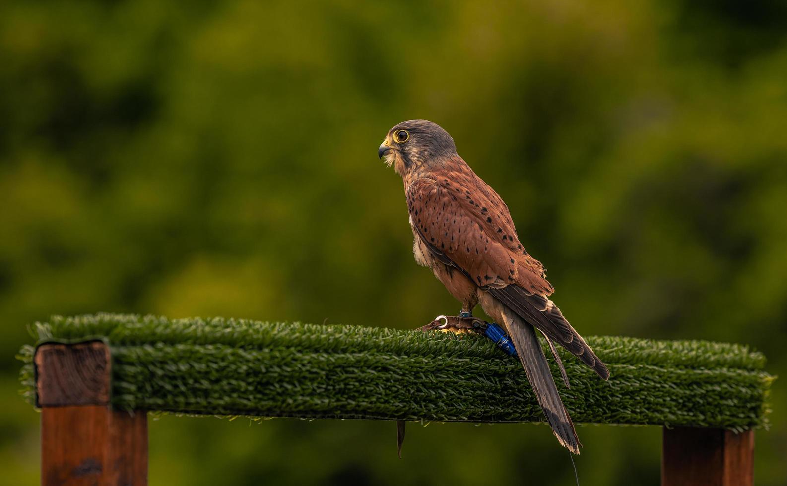 valk vogel Bij een middeleeuws eerlijk Bij de episch middeleeuws kasteel van arundel, Engeland. foto