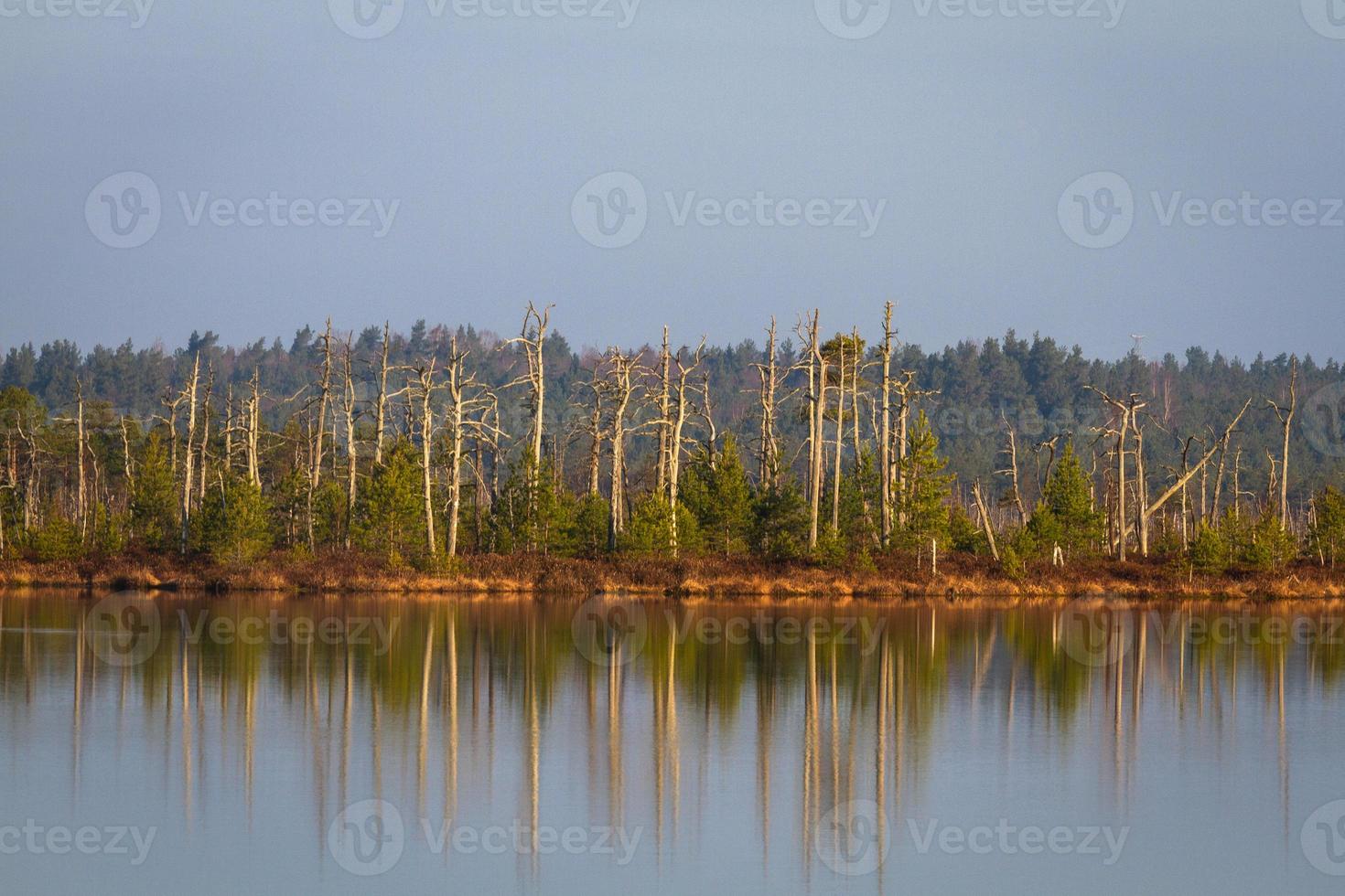 moeras meer in lente foto