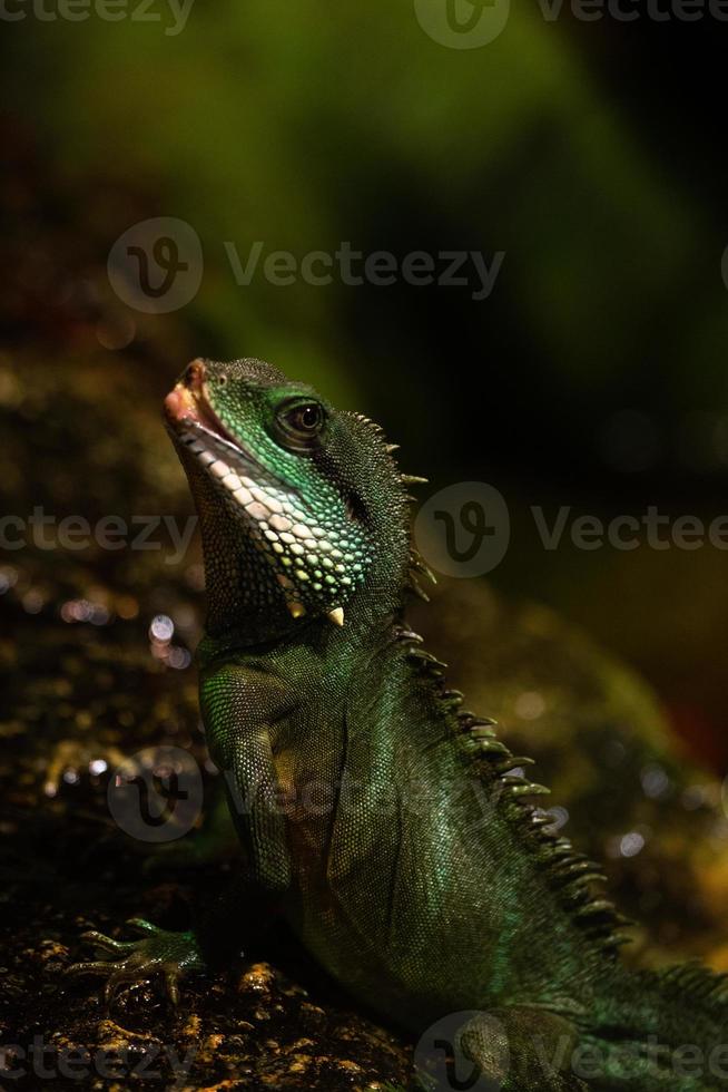 landinwaarts gebaard draak foto