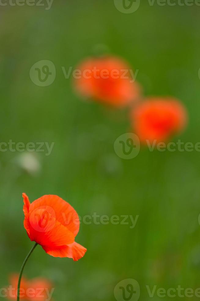 rood klaprozen Aan een groen achtergrond foto