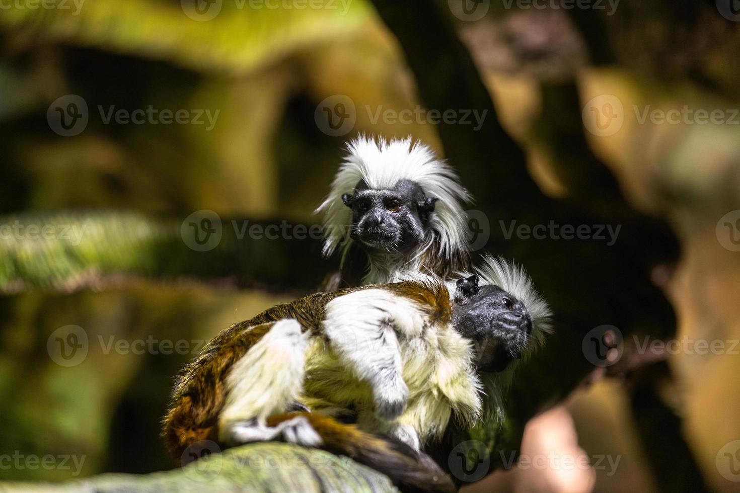 zijdeaapjes Aan de natuurlijk achtergrond foto