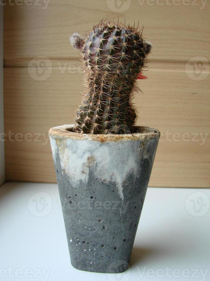 groot rood bloeien Aan egel cactus in een pot Bij huis. twee bloemen Bij de dezelfde tijd, bloeiend netelig fabriek foto