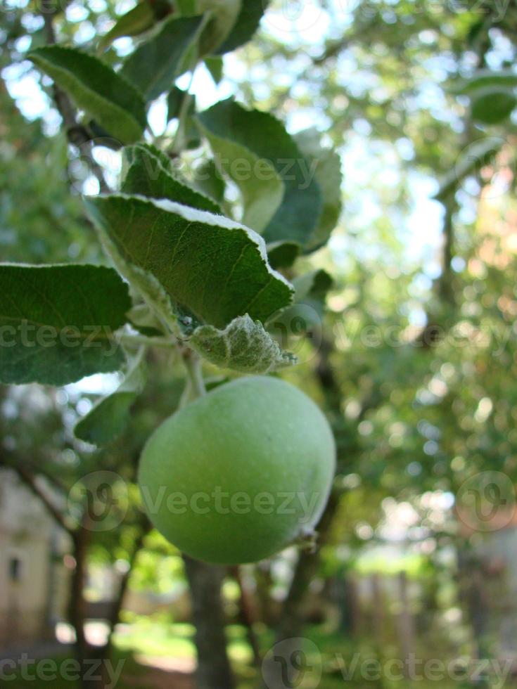 groen appels Aan de boom. appel Afdeling met vruchten. landbouw, biologisch, natuurlijk foto